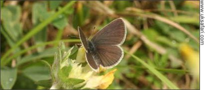 Female Small Blue Butterfly - Photo  Copyright 2008 Philip Bland