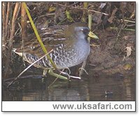 Sora Rail - Photo  Copyright 2004 Steve Botham