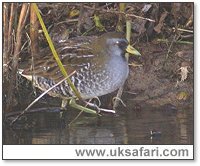 Sora Rail - Photo  Copyright 2004 Steve Botham