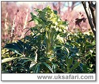 Stinking Hellebore - Photo  Copyright 2000 Gary Bradley