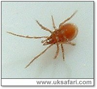 Underside of a tick - Photo  Copyright 2005 Gary Bradley