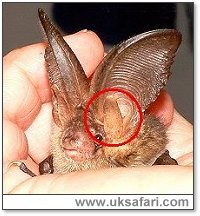 Bat Tragus (circled) - Photo  Copyright 2002 Gary Bradley