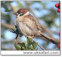 Tree Sparow - Photo  Copyright 2004 Steve Botham