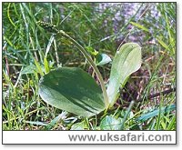 Twayblade Orchid - Photo  Copyright 2002 Gary Bradley