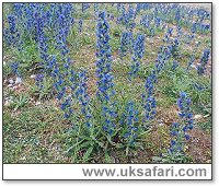 Viper's-Bugloss - Photo  Copyright 2003 Gary Bradley