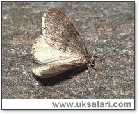 Winter Moth - Photo  Copyright 2000 Gary Bradley