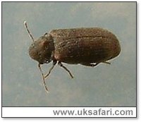 Woodworm Or Furniture Beetles Anobium Punctatum Uk Safari