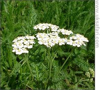 Yarrow - Photo  Copyright 2007 Gary Bradley