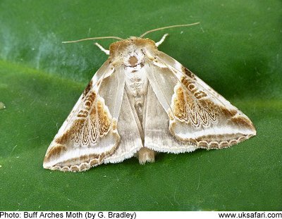 Buff Arches Moth