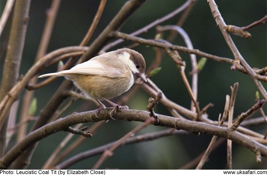 Leucistic Coal Tit by Elizabeth Close