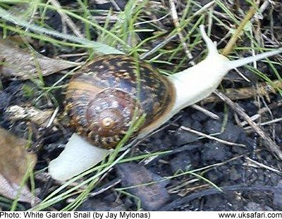 White Garden Snail Uk Safari