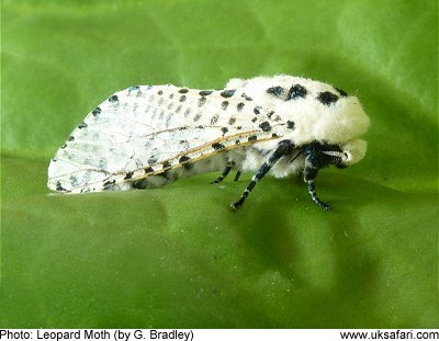 Leopard Moth