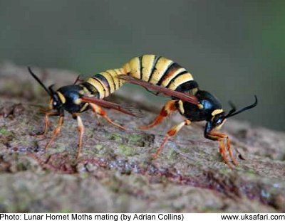 pair of Lunar Hornet Moths mating