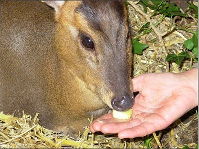 Muntjac