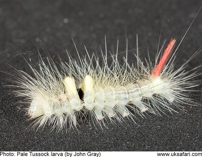 Sooo beautiful but what is it!? : r/whatsthisbug