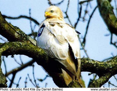 White Red Kite