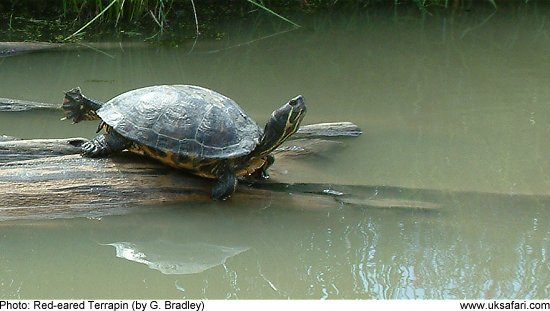 red-eared terrapin