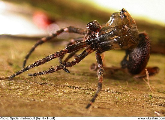 spider changing his trousers