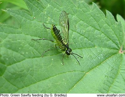 viridis rhogogaster sawfly