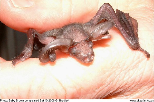 Baby Brown Long-eared Bat