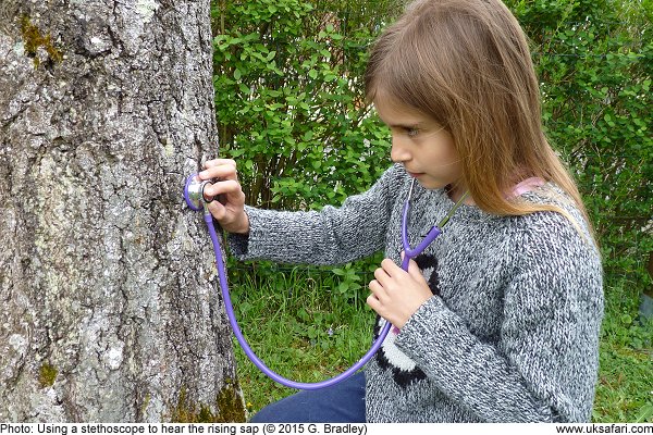 Listening for rising sap