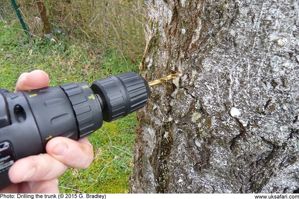 Drilling into the tree trunk