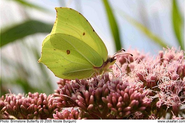 Brimstone Butterfly