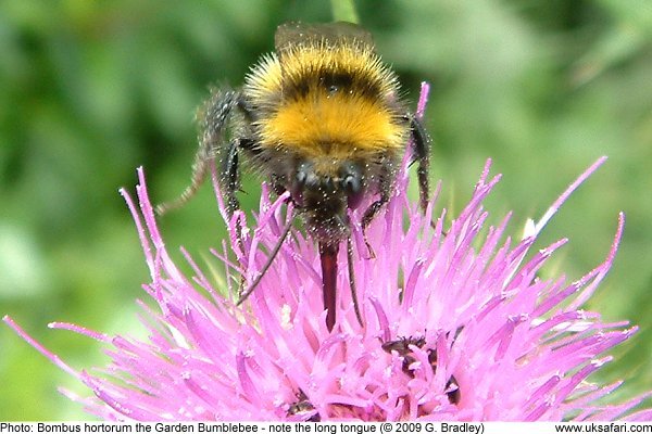 Bumblebee by G. Bradley