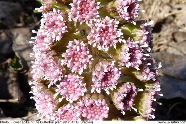 Flower spike of the Butterbur