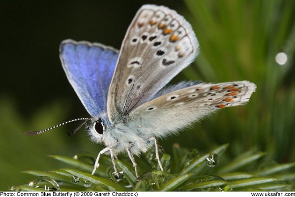 Common Blue Butterfly