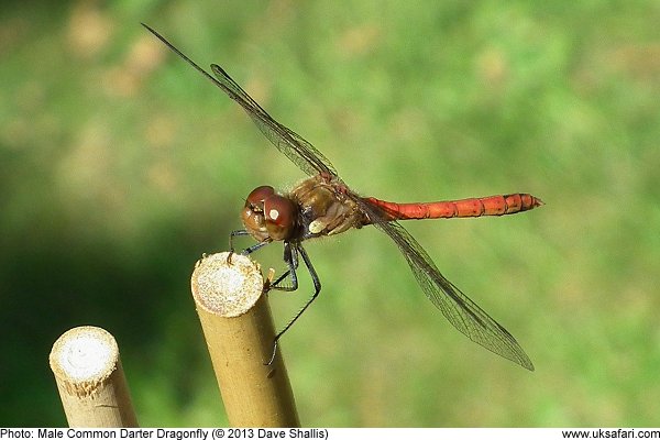 photo of a male Common Darter Dragonfly