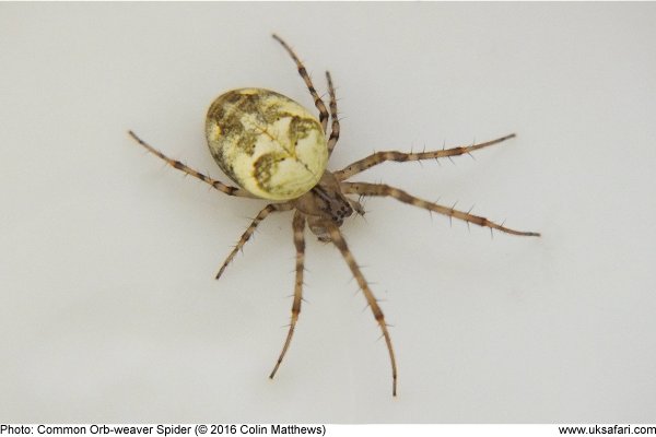 Common Orb Weavers Metellina Segmentata Metellina Mengei Uk