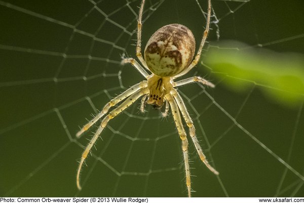 Common Orb Weavers Metellina Segmentata Metellina Mengei Uk