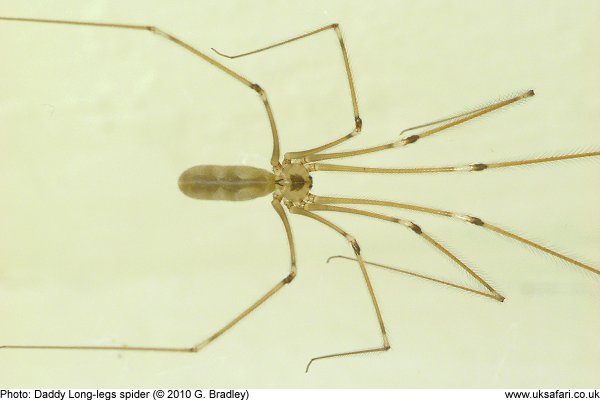 Long-bodied cellar daddy long-legs spider