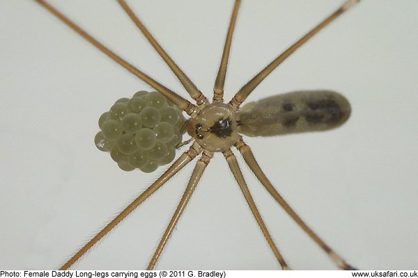 Female Daddy Long-legs Spider (Pholcus phalangioides) and eggs