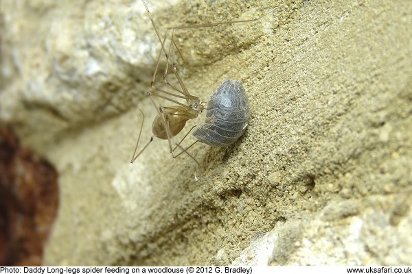 Daddy Long Legs Lifespan And Other Facts