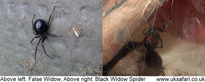 a False widow spider and a Black widow spider