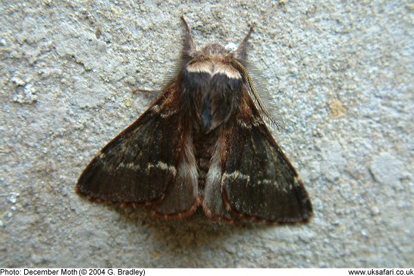 December Moths - Poecilocampa populi - UK Safari