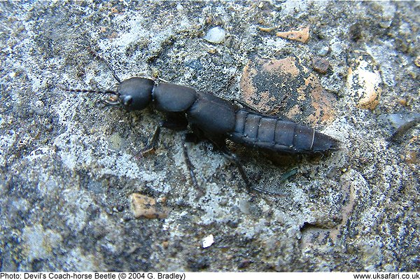Devil's Coach-Horse Beetles - Staphylinus olens - UK Safari