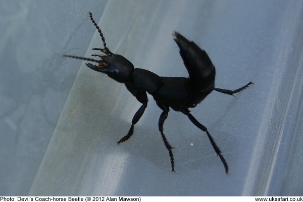 Devil's Coach-Horse Beetles - Staphylinus olens - UK Safari