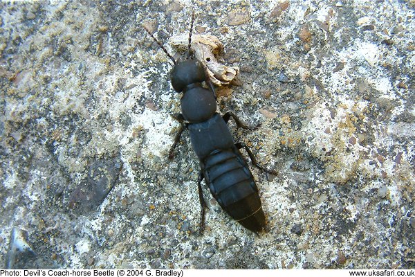 Devil's Coach-Horse Beetles - Staphylinus olens - UK Safari