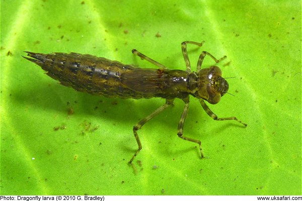 Dragonfly larva by G. Bradley