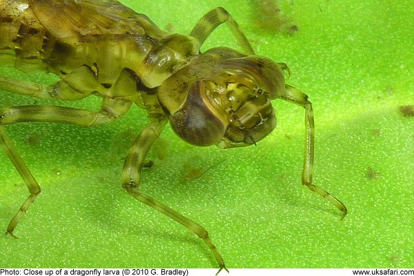 Dragonfly larva by G. Bradley