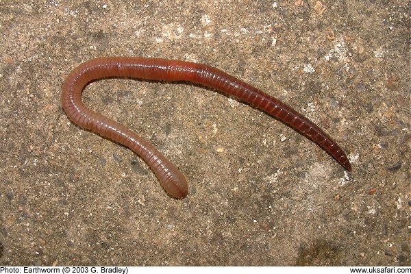 Earthworms - Annelids - UK Safari