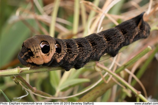 Elephant Hawk-moth caterpillar - brown form