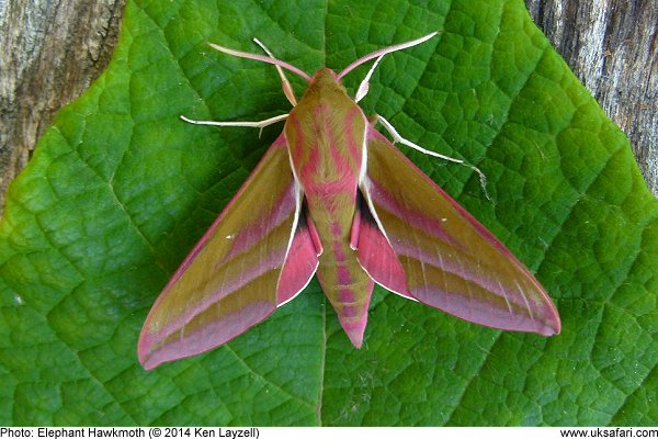 Elephant Hawk-Moth