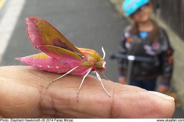 Elephant Hawk-moth