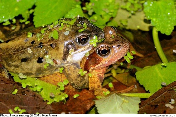 Frogs spawning