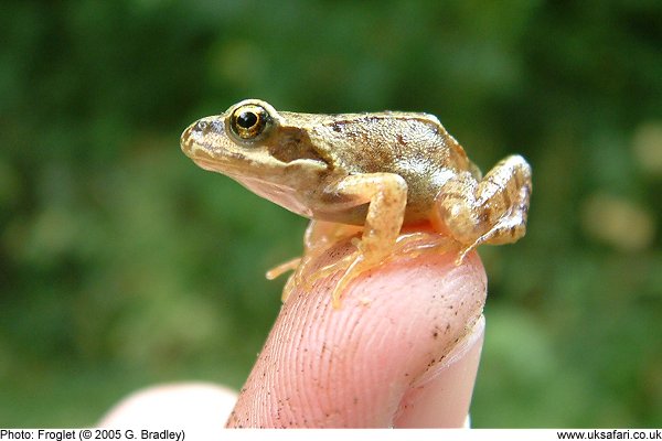 Frogs and Toads in June - UK Safari
