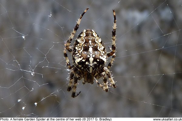 Garden Spiders Cross Spiders Araneus Diadematus Uk Safari